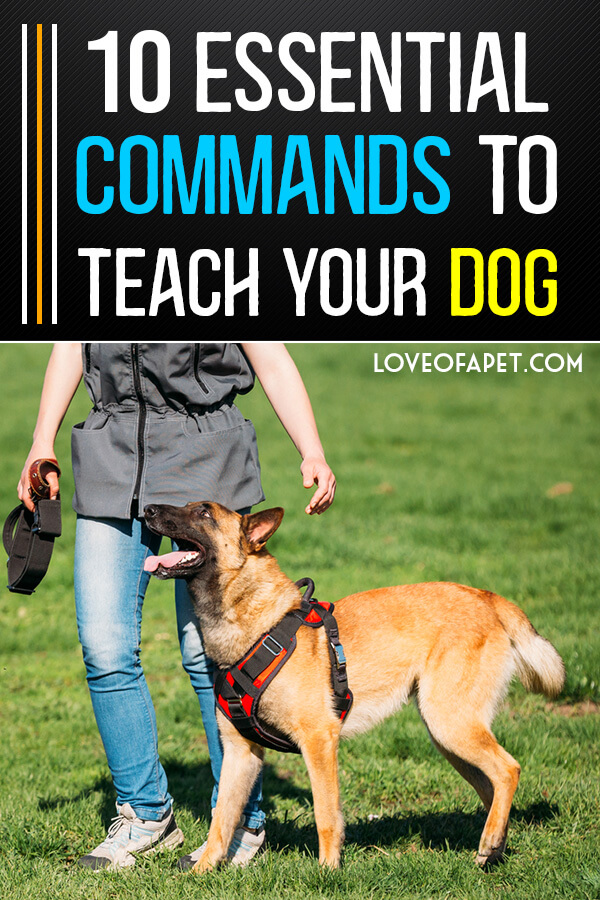 10 Basic Commands to Teach Your Dog