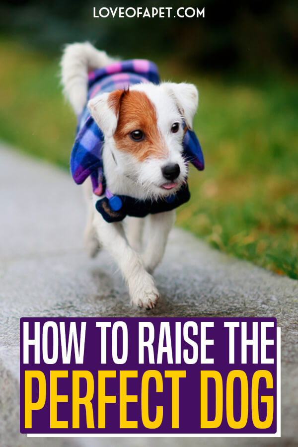 10 Steps To Raising The Perfect Dog