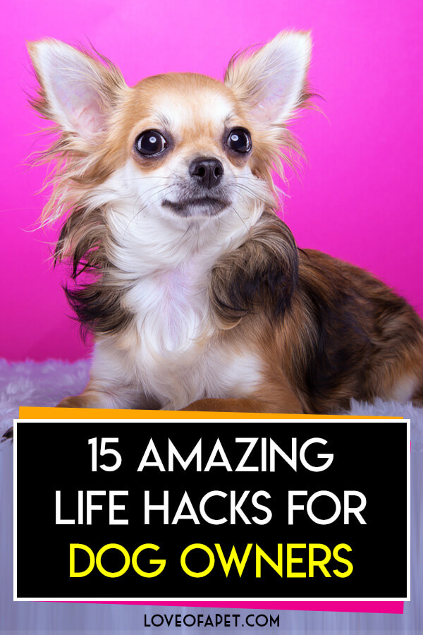 15 Amazing Life Hacks For Dog Owners - Love Of A Pet