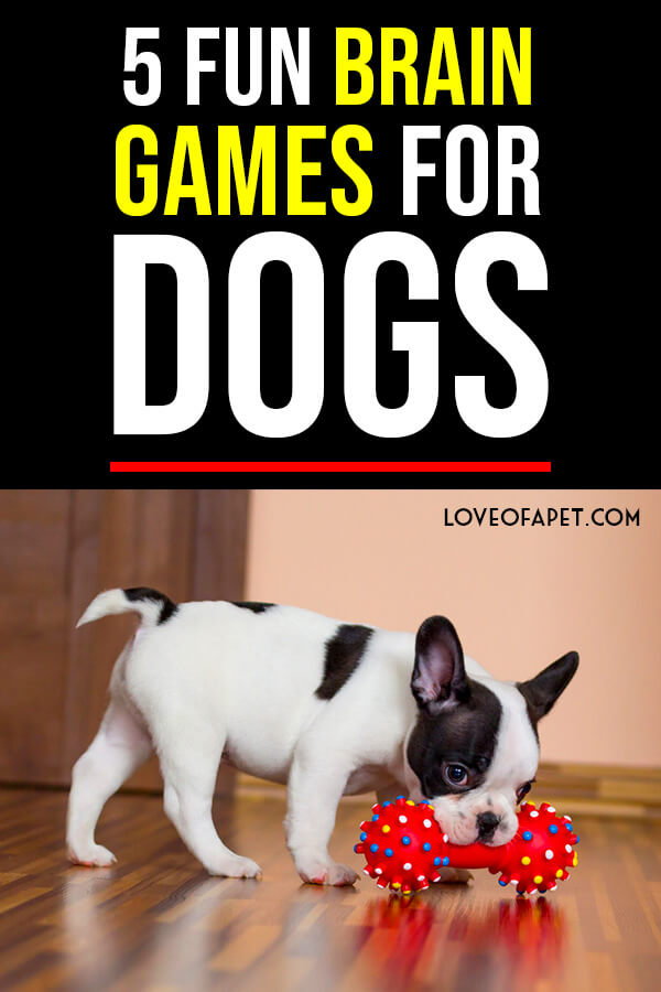 5-fun-brain-games-for-dogs-love-of-a-pet