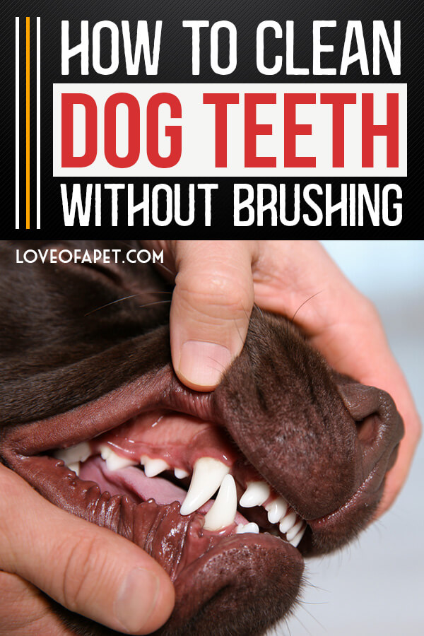 5 Easy Ways To Clean Your Dog's Teeth Without Brushing