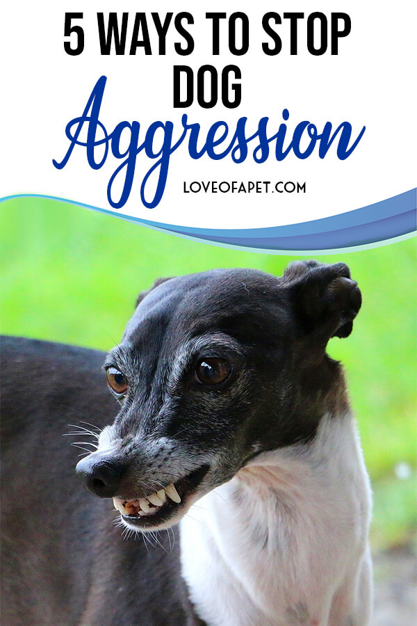 5 Ways to Stop Dog Aggression