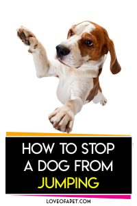 How To Stop Your Dog From Jumping Up - Love Of A Pet