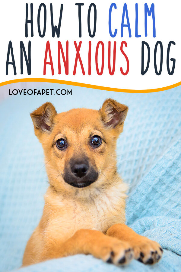 how-to-calm-an-anxious-dog-6-methods-love-of-a-pet