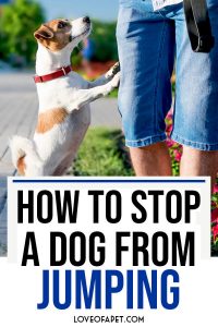 How To Stop Your Dog From Jumping Up - Love Of A Pet