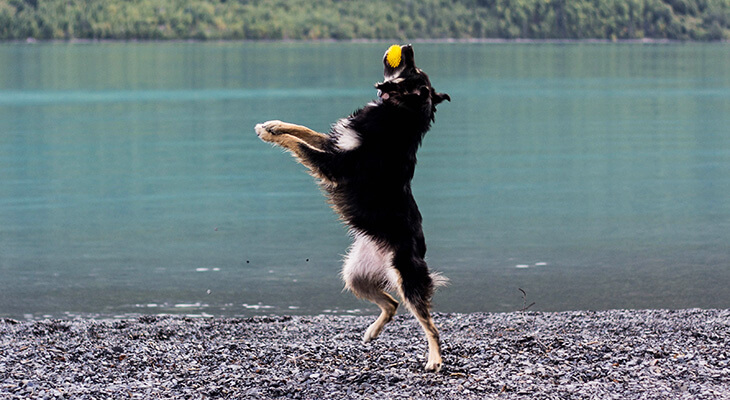 4 Simple Steps to Teach Your Dog To Catch