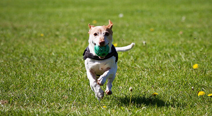 6 Steps to Teaching Your Dog the Game of Fetch