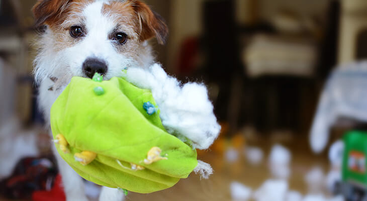 11 Tips to Stop Destructive Chewing in Dogs