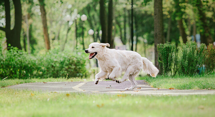 7 Tips on How to Train Your Dog Not to Run Away