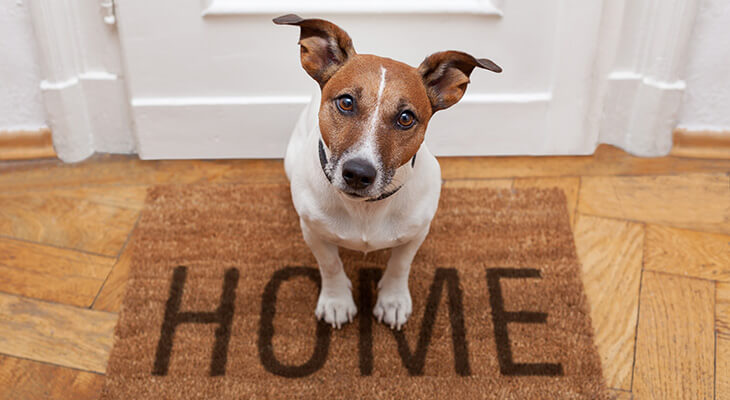 How to Train Your Dog to Greet Visitors: Methods & Tips