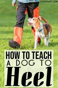 How to Teach a Dog to Heel Perfectly - Love Of A Pet