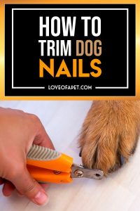 How to Trim Dog Nails That Are Overgrown - Love Of A Pet