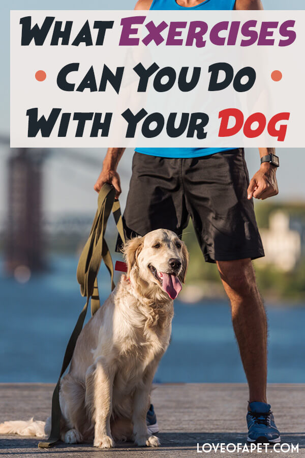 What Exercises Can You Do With Your Dog