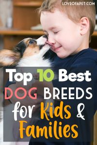 Top 10 Best Dog Breeds for Kids and Families - Love Of A Pet