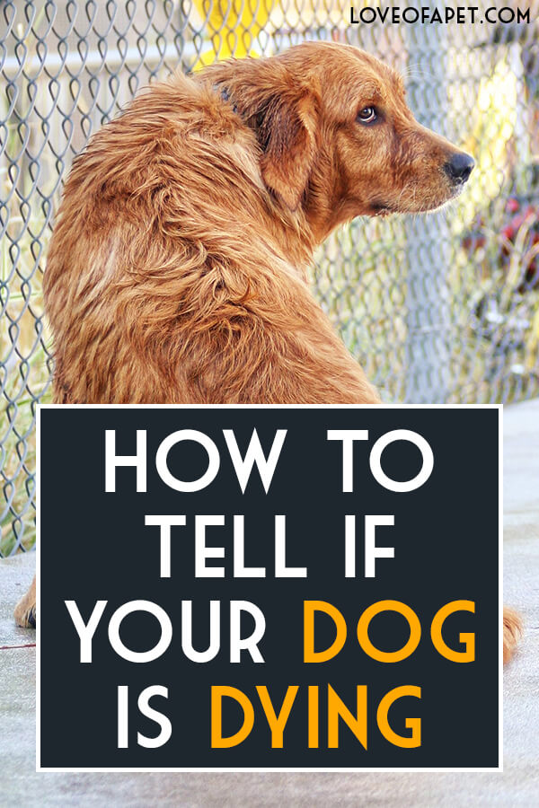 How To Tell If Your Dog Is Dying 8 Signs Love Of A Pet