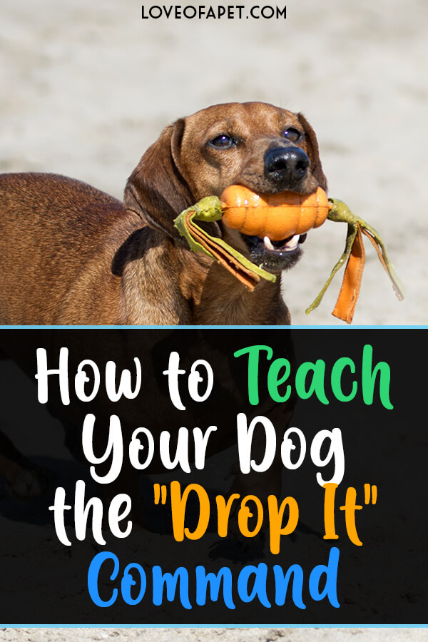 Train Your Dog to Release or "Drop It" in 3 Steps