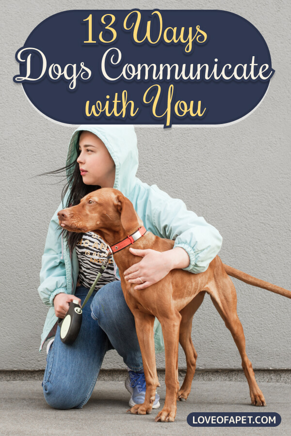 13 Ways Your Dog Is Trying To Communicate With You