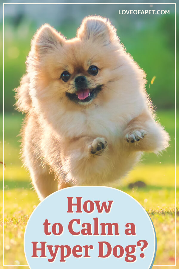 5 Ways to Help Calm a Hyperactive Dog