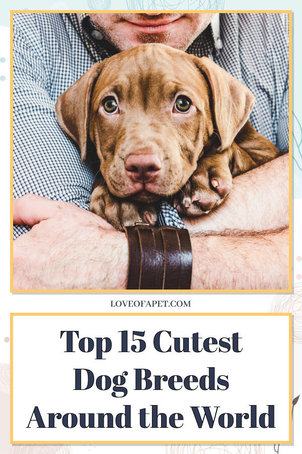 Top 15 Cutest Dog Breeds Around the World