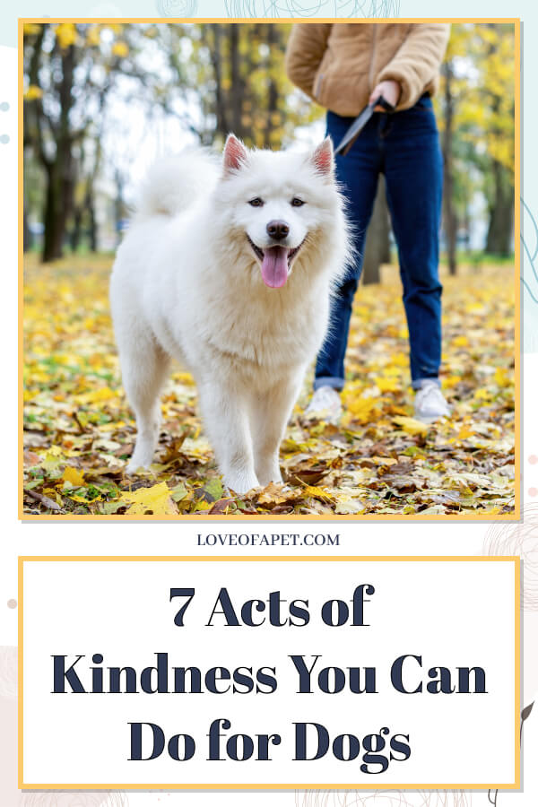 7 Acts of Kindness You Can Do for Dogs