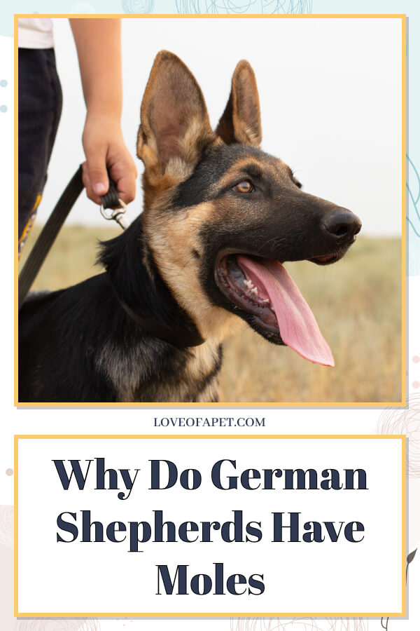 Why Do German Shepherds Have a Black Spot on Their Face?