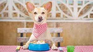 Homemade vs. Commercial: Which Dog Food is Best?