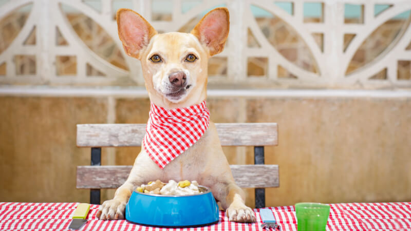 Homemade vs. Commercial: Which Dog Food is Best?