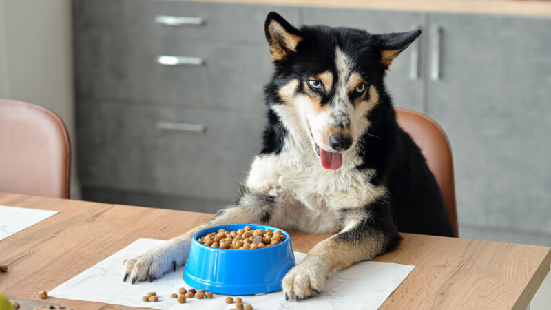 Differences in Nutritional Needs Between Puppies, Adult Dogs, and Senior Dogs