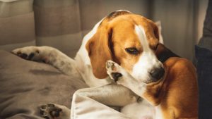 7 Home Remedies for Your Dog's Itchy Skin